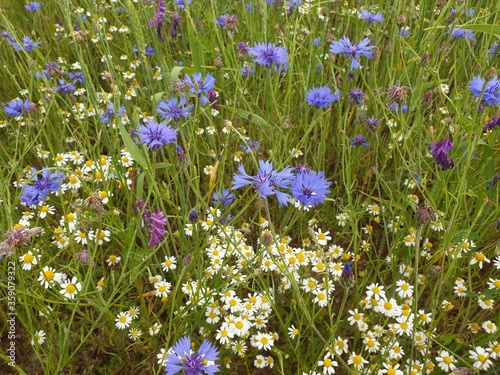 Chamomile and cornflowers on a biological meadow