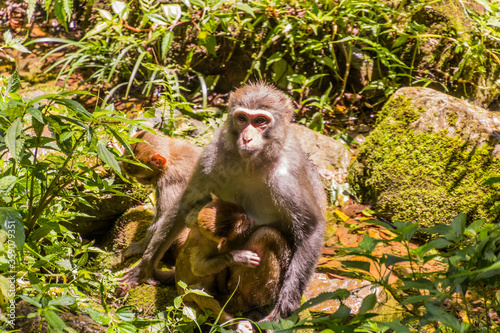 Macaque with babies in Zhangjiajie National Forest Park in Hunan province, China photo