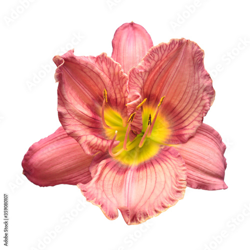 Pink head flower hemerocallis daylily isolated on a white background