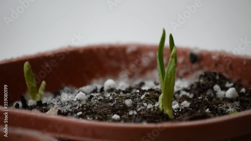Hagl á unga plöntu Granizo en planta joven ft0202_0425 Grandine su giovane pianta Hagel auf junge Pflanze photo