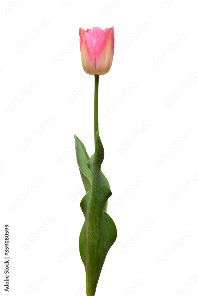 One pink tulip flower isolated on white background. Still life, wedding. Flat lay, top view One pink tulip flower isolated on white background. Still life, wedding. Flat lay, top view