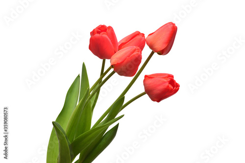 Bouquet red tulips flowers isolated on white background. Still life, wedding. Flat lay, top view