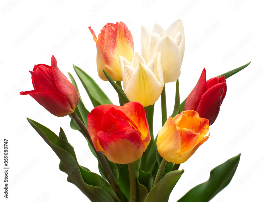 Bouquet of colorful and beautiful tulips flowers isolated on white background. Still life, wedding. Flat lay, top view Bouquet of colorful and beautiful tulips flowers isolated on white background. Still life, wedding. Flat lay, top view