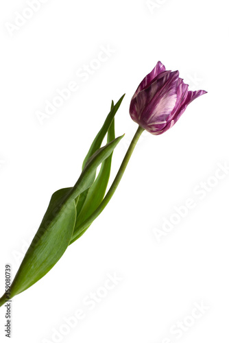 Striped purple tulip isolated on white background. Beautiful flower. Flat lay, top view