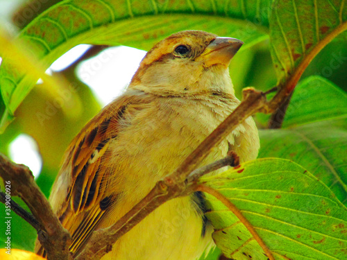 The house sparrow (Passer domesticus) sitting on branch. It is a bird of the sparrow family Passeridae, found in most parts of the world photo