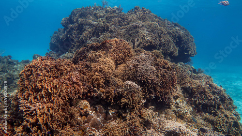 coral reef