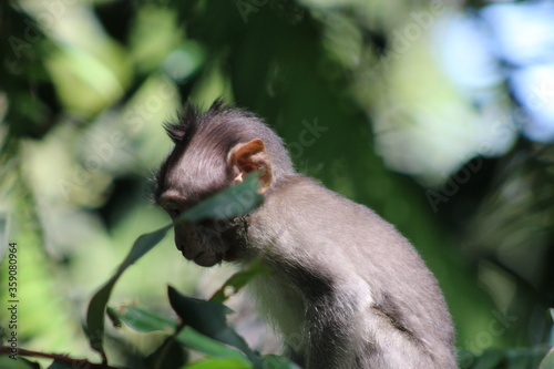 Monkeys At Sacred Forest Sanctuary Ubud Bali Indonesia