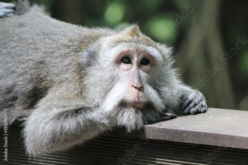 Monkeys At Sacred Forest Sanctuary Ubud Bali Indonesia
