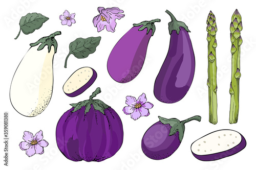 Vector vegetable set. Sketch. White, violet and purple eggplants with leaves and flowers, fresh green asparagus, sparrowgrass. Vector floral elements isolated on white background.