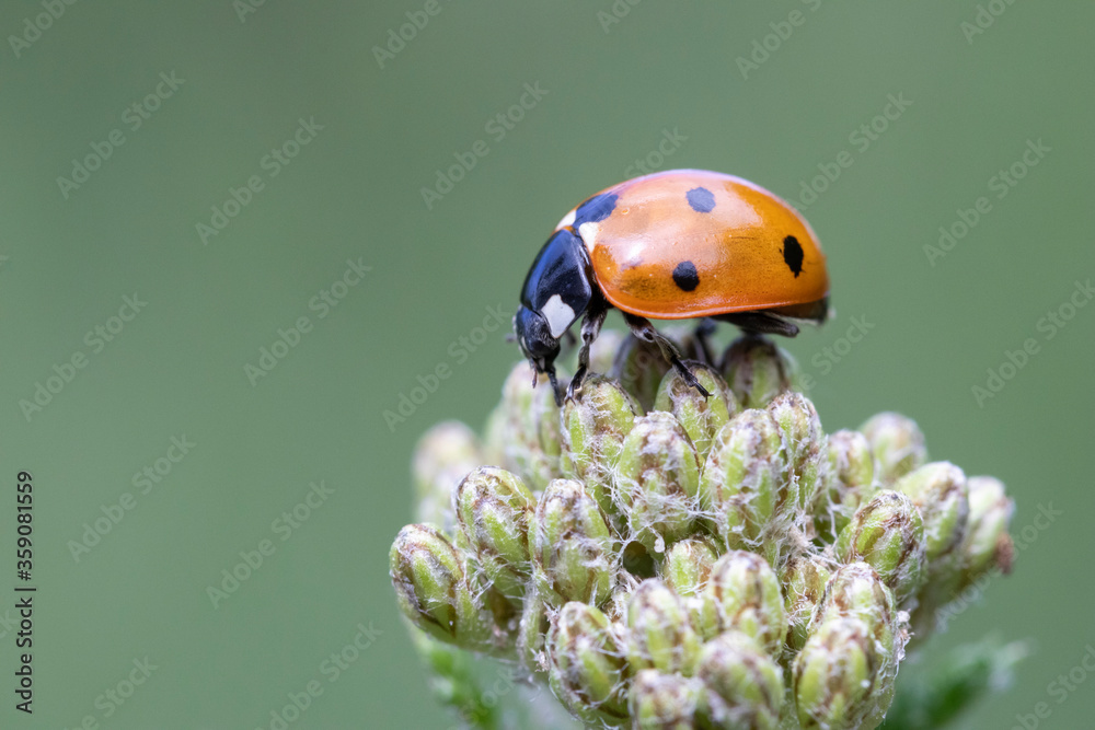 Fototapeta premium Coccinella 7-punctata (Seven-spot ladybird) on Achillea