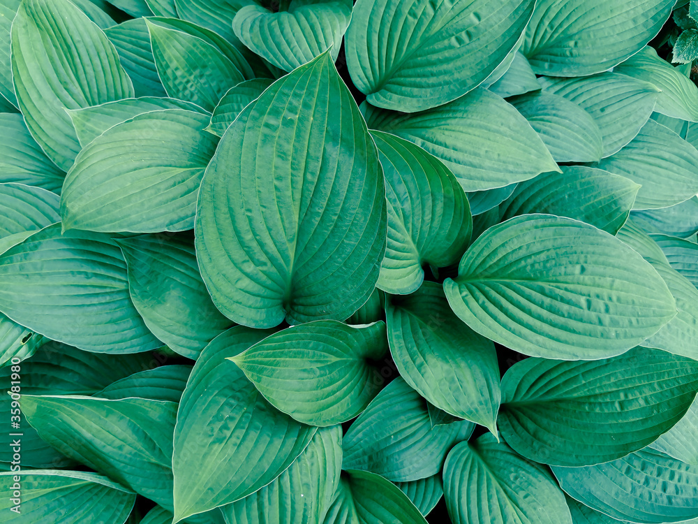 Closeup of thick green leaves. Flowerbed decoration and landscaping. Green leaves have a beautiful texture that can also be used as a background image or screensaver.The bush is an ornamental plant