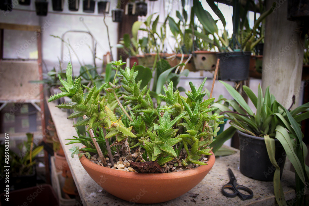 Aloe juvenna Brandhan in a pot Aloe juvenna Brandhan in a pot