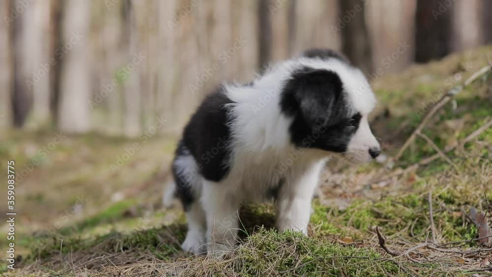 Cute Puppies of border collie sit on the grass in a beautiful forest Cute Puppies of border collie sit on the grass in a beautiful forest