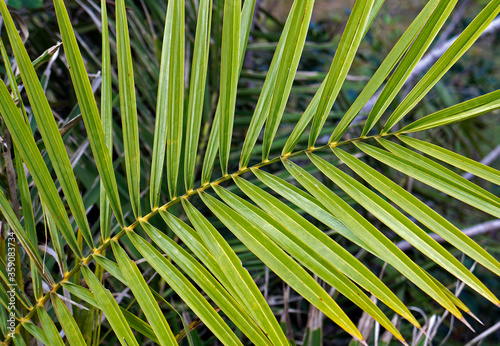 Palm tree leaf on tropical rain forest