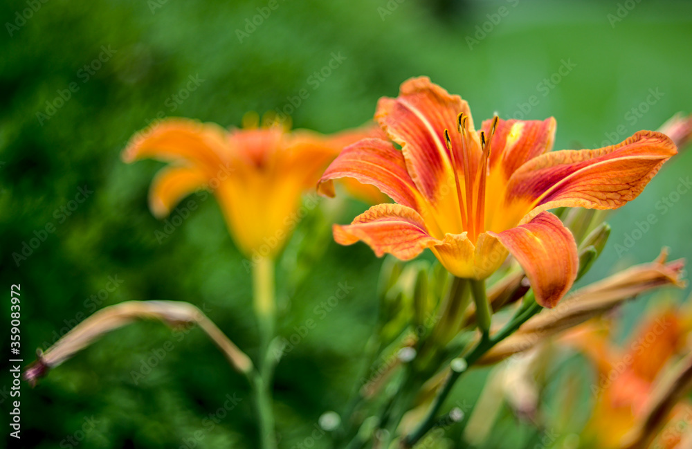 Beautiful Orange and Yellow daylily flowers with green grass backdrop
