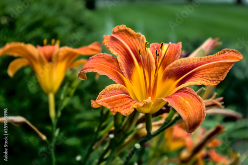 Beautiful Orange and Yellow daylily flowers with green backdrop