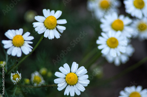 many small field daisies close-up
