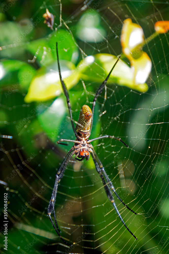 Spider on web in tropical forest Spider on web in tropical forest