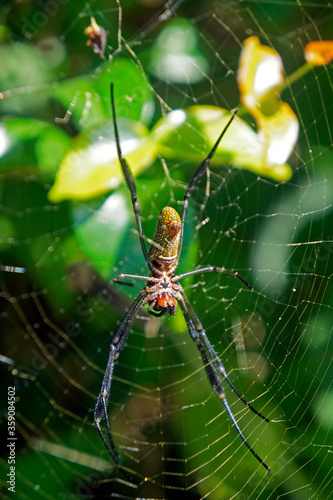 Spider on web in tropical forest