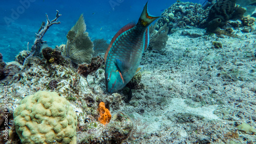 parrotfish