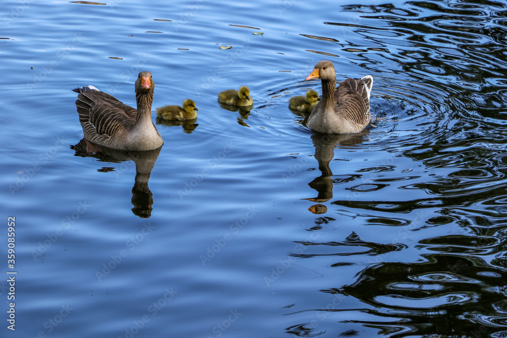 Fototapeta premium A family of greylag geese, Anser anser, swimming across the blue water of the boating lake in Regent's Park, London. The large gray-brown goose and gander with orange beaks have three goslings