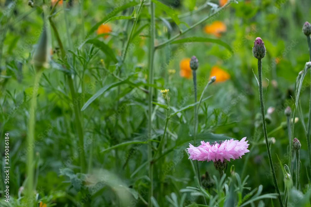 Colourful wild flowers including cornflowers and poppies, photographed in late afternoon in mid summer, in Chiswick, West London UK. 