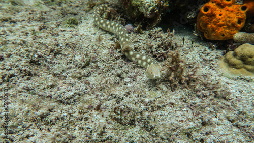 snake eel