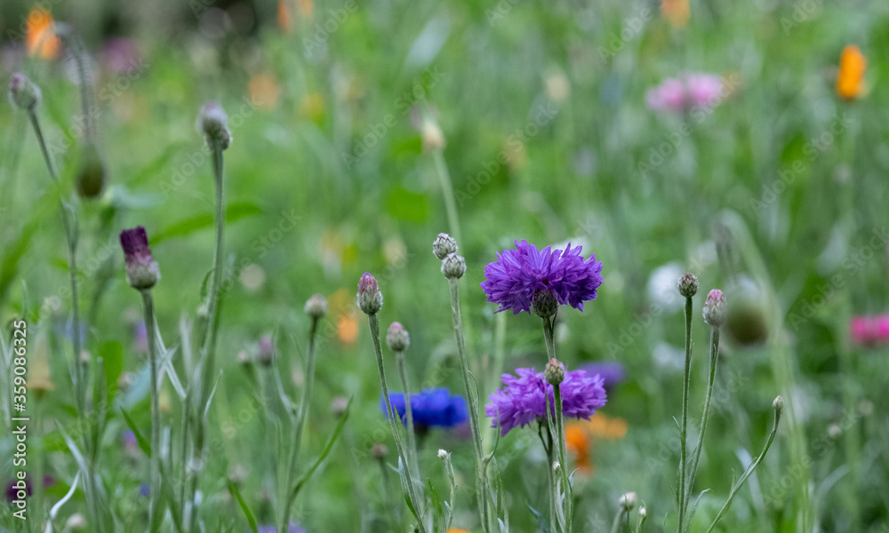 Colourful wild flowers including cornflowers and poppies, photographed in late afternoon in mid summer, in Chiswick, West London UK. Colourful wild flowers including cornflowers and poppies, photographed in late afternoon in mid summer, in Chiswick, West London UK.