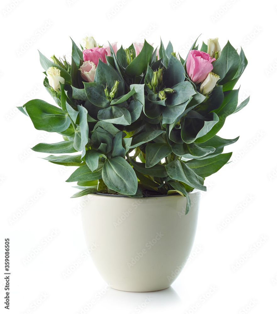 blooming eustoma flower
