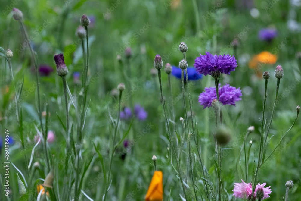 Colourful wild flowers including cornflowers and poppies, photographed in late afternoon in mid summer, in Chiswick, West London UK. Colourful wild flowers including cornflowers and poppies, photographed in late afternoon in mid summer, in Chiswick, West London UK.