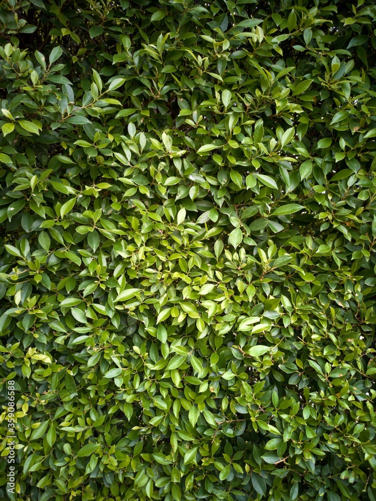 Close up Green bush leaves for background texture with soft focus