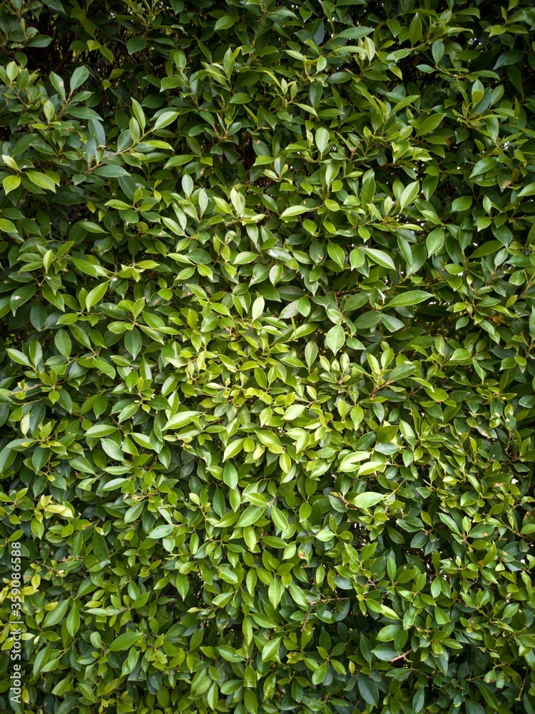 Close up Green bush leaves for background texture with soft focus Close up Green bush leaves for background texture with soft focus