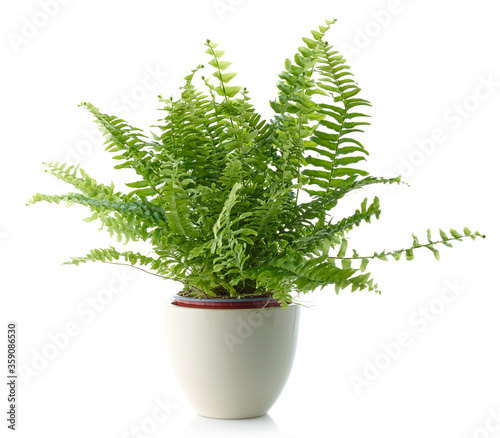 fern in a white flower pot photo