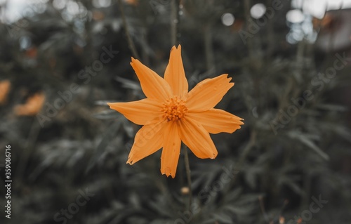 yellow flower in the garden