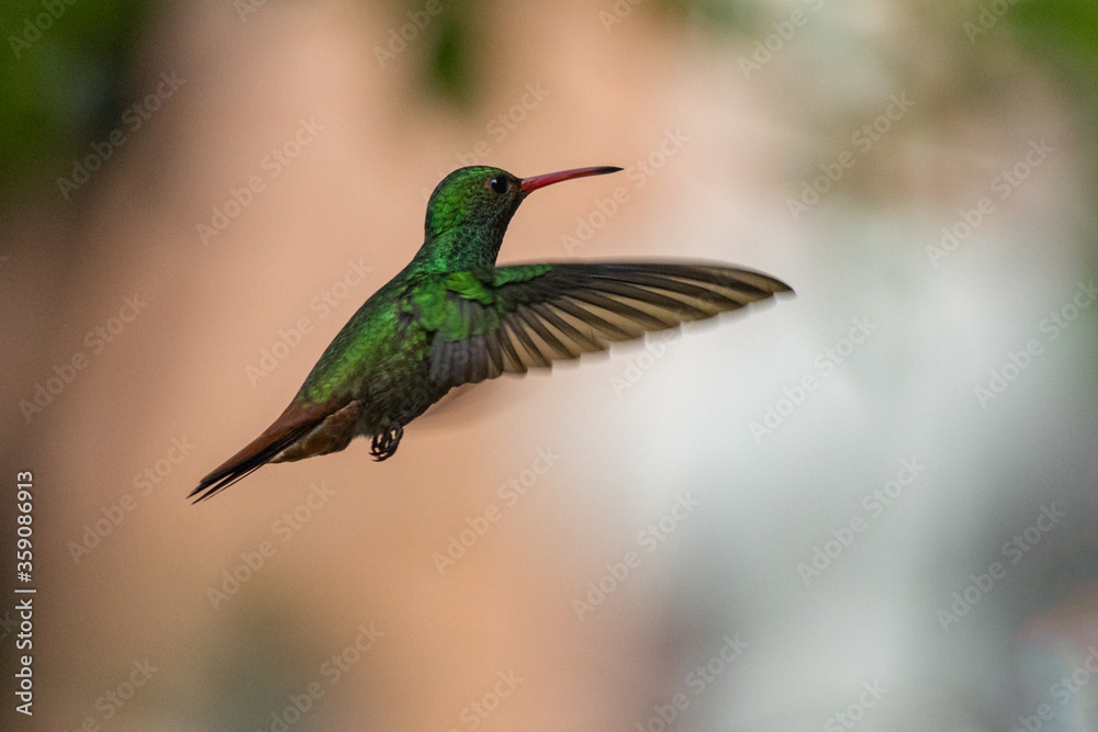 Fototapeta premium hummingbird in flight