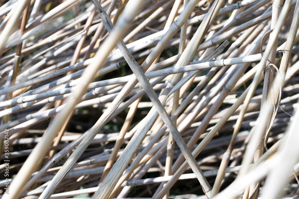 plant texture white sticks plant texture white sticks