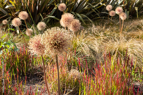 Allium seedheads growing amongst ornamental grasses. Photographed in Chiswick, West London UK on a sunny afternoon in mid summer. photo