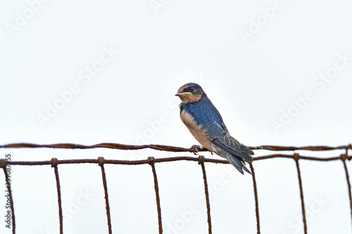 American Cliff Swallow, aka  Petrochelidon pyrrhonota photo