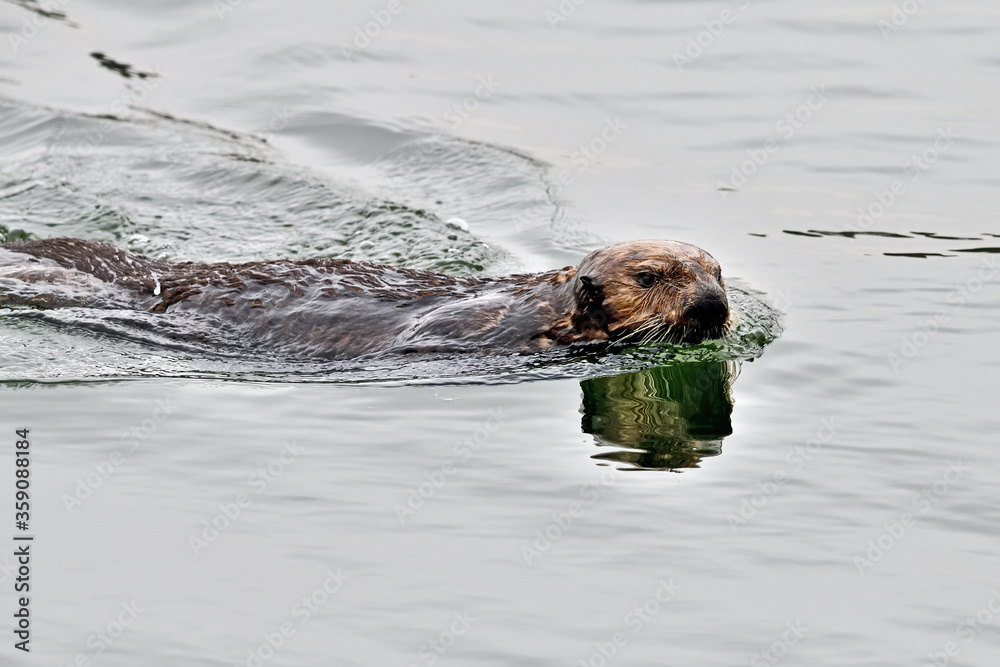 Sea Otter, aka Enhydra lutris at Moss Landing, California Sea Otter, aka Enhydra lutris at Moss Landing, California