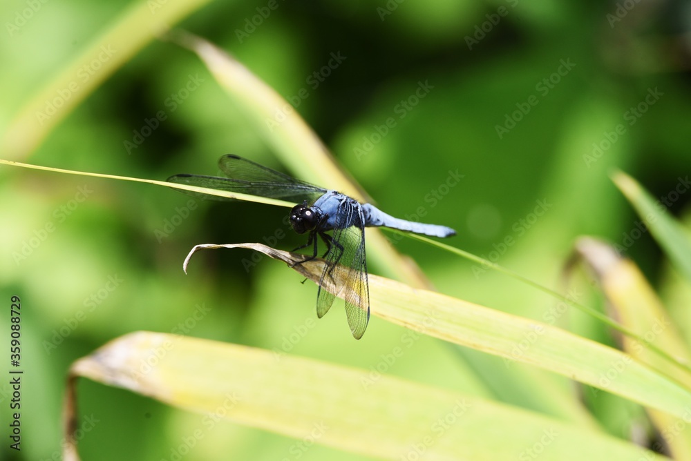 Male Blue-tailed forest hawk (Orthetrum triangulare melania) Male Blue-tailed forest hawk (Orthetrum triangulare melania)