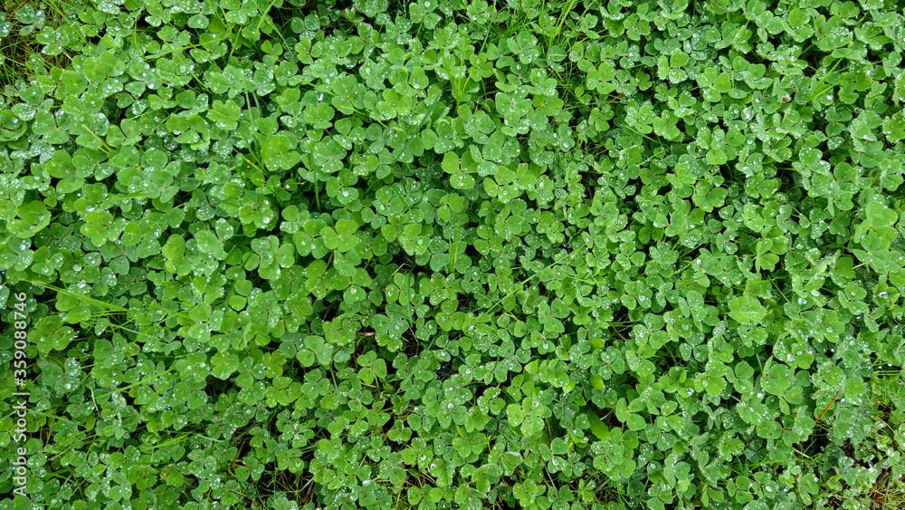 green grassland background texture or wallpaper green grassland background texture or wallpaper