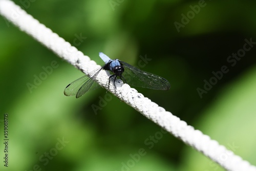 Male Blue-tailed forest hawk (Orthetrum triangulare melania) photo