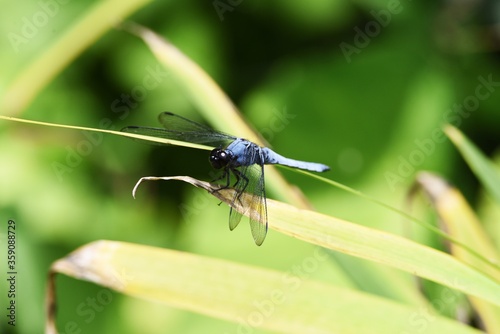 Male Blue-tailed forest hawk (Orthetrum triangulare melania) photo