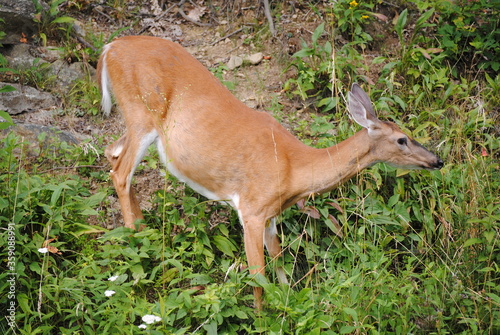 Doe feeding by the roadside on the Skyline Drive in Virginia