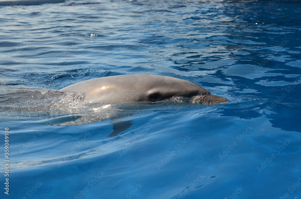 Obraz premium ハンドウイルカ