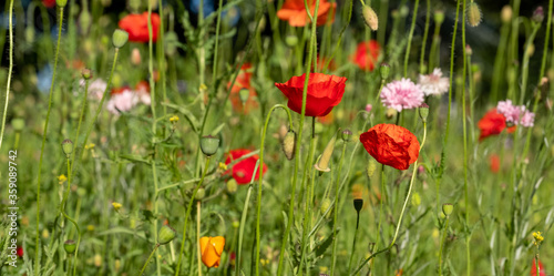 Red poppy amongst poppy seed heads and other wild flowers, photographed in Gunnersbury, west London, UK © Lois GoBe