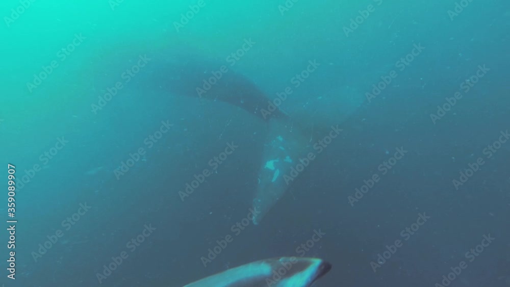 A dolphin following a southern right whale into open ocean - underwater slowmo A dolphin following a southern right whale into open ocean - underwater slowmo