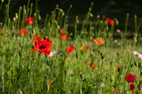 Colourful wild flowers including cornflowers and poppies, photographed in late afternoon in mid summer, in Chiswick, West London UK. © Lois GoBe