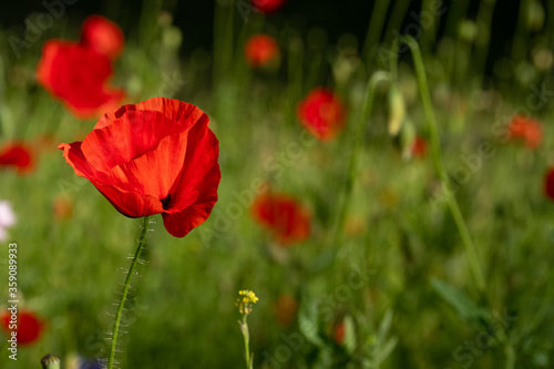 Red poppy amongst poppy seed heads and other wild flowers  photographed in Gunnersbury  west London  UK
