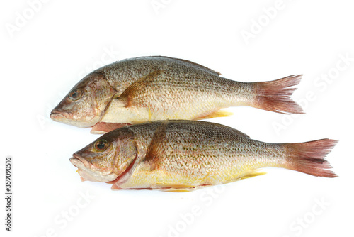 close up on whole fish isolated on white background for cook